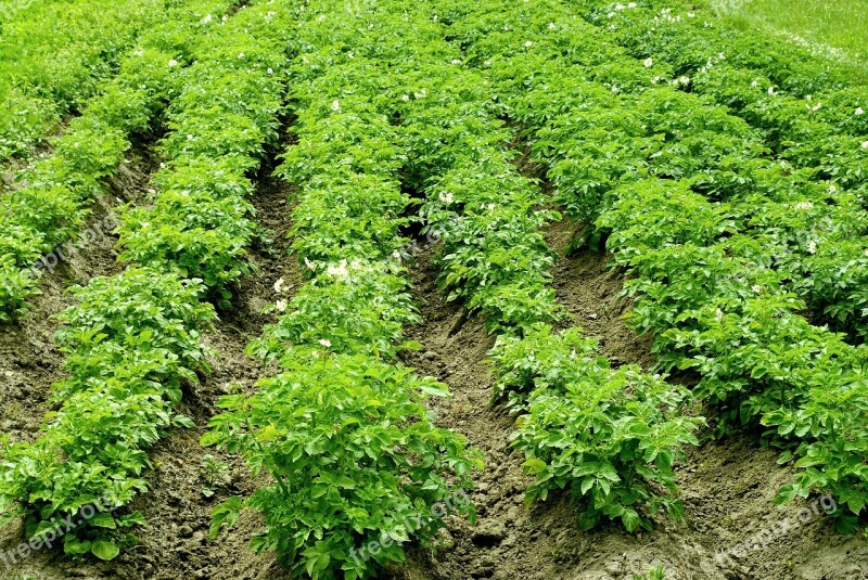 Potatoes The Cultivation Of Earth Agriculture Nature