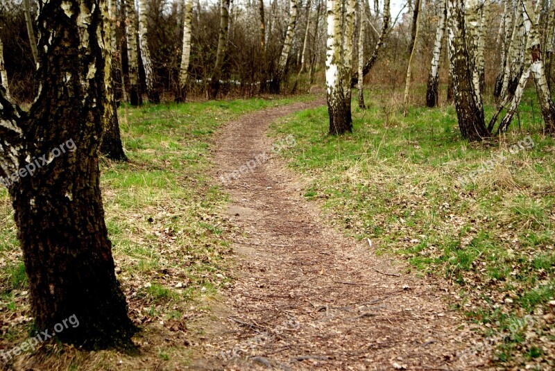 Way Trodden Spring Landscape Murals