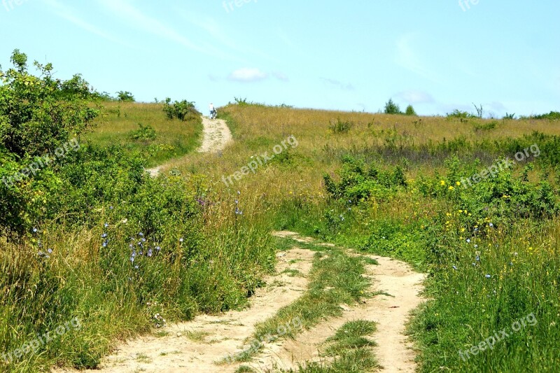 The Path Meadow Way Grass Nature