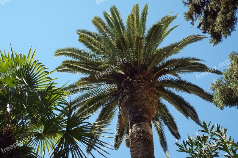 Palm Sun Rome Campo Santo Sky