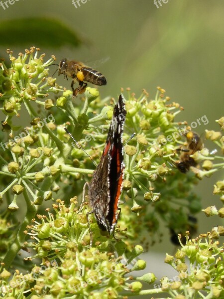 Butterfly Atalanta Vanessa Atalanta Bee Flying Bee