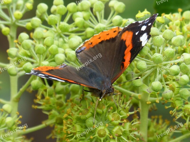 Butterfly Atalanta Vanessa Atalanta Ivy Libar