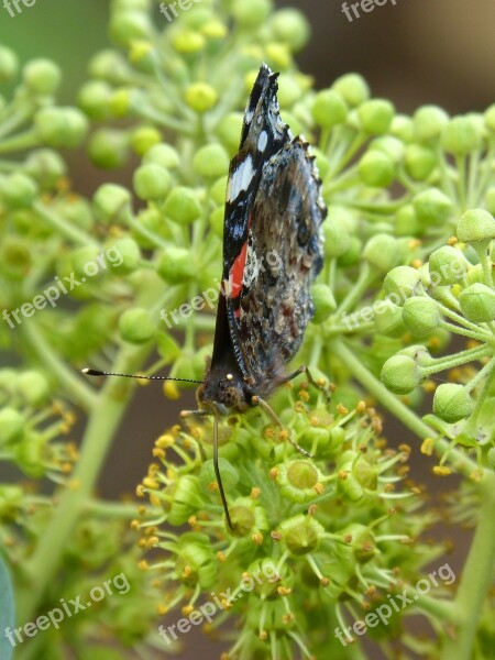 Butterfly Atalanta Vanessa Atalanta Ivy Libar