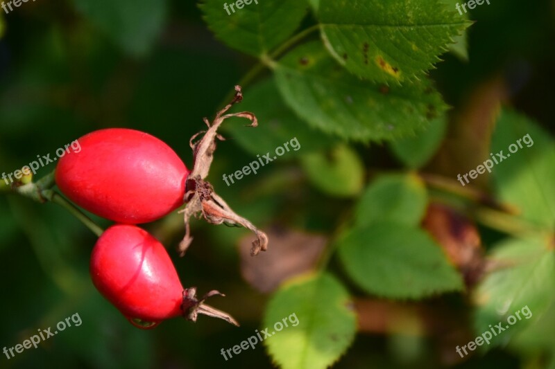 Rose Hip Ripe Forest Berry Fruit