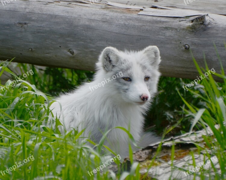 Arctic Fox Animal Mammal Wild