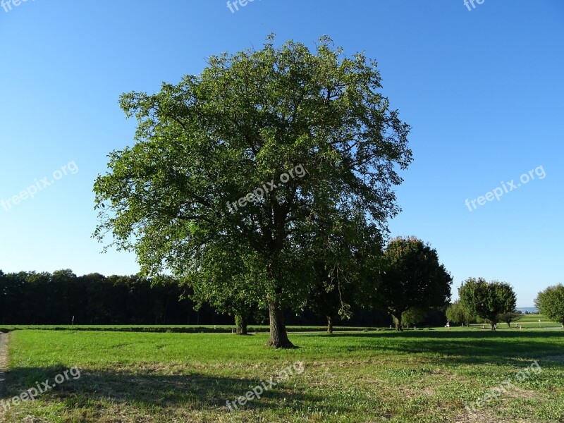 Tree Sky Blue Clear Partly Cloudy