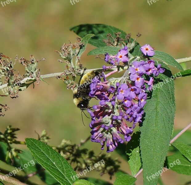 Bumble Bee Bee Insect Animal Nature