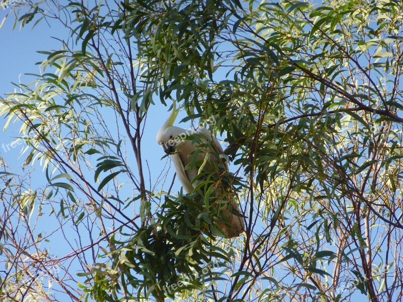 Cockatoo Parrot Australia Bird Free Photos