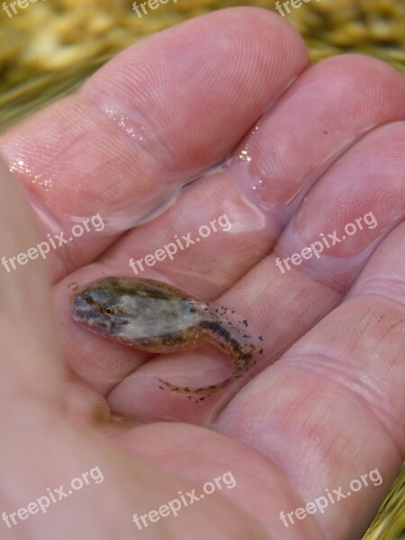 Tadpole Hand Detail Pond Take