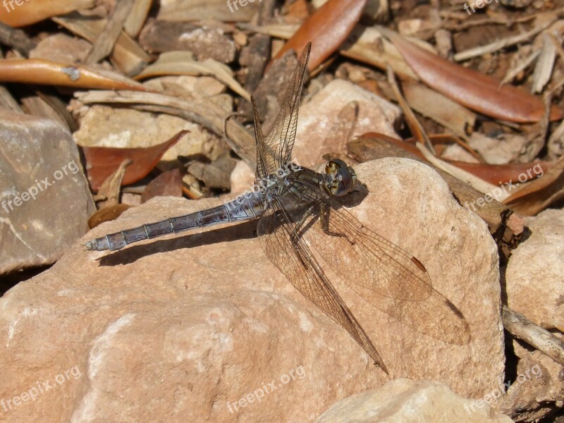 Dragonfly Orthetrum Brunneum Blue Dragonfly Blackberry Detail