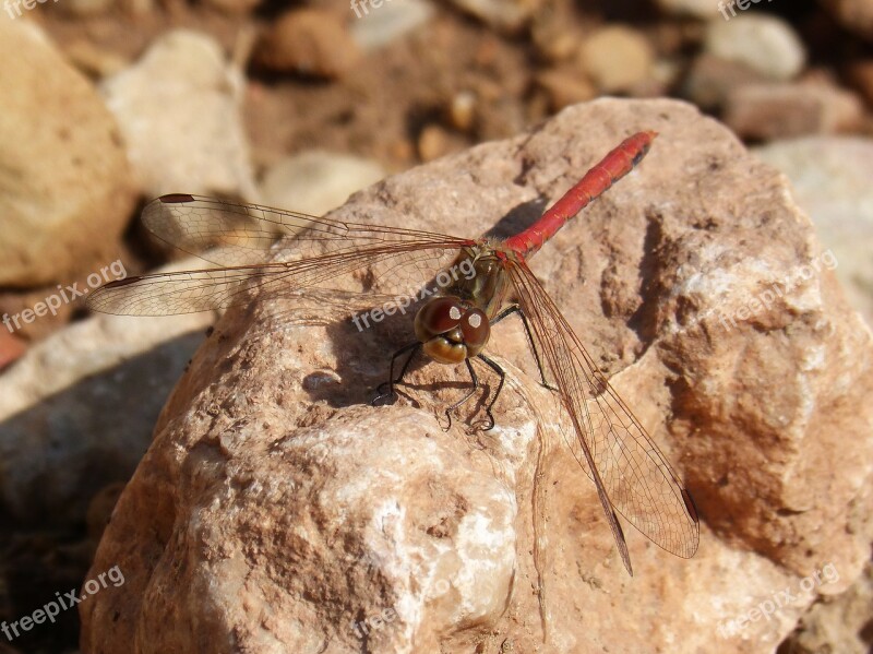 Dragonfly Sympetrum Striolatum Red Dragonfly Blackberry Detail