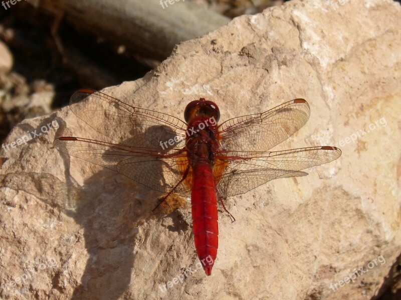 Dragonfly Annulata Trithemis Red Dragonfly Blackberry Detail