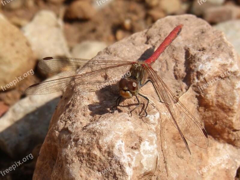 Dragonfly Sympetrum Striolatum Red Dragonfly Blackberry Detail