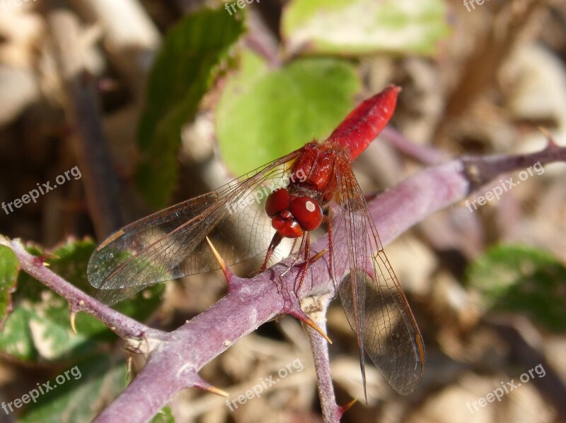 Dragonfly Annulata Trithemis Red Dragonfly Blackberry Detail