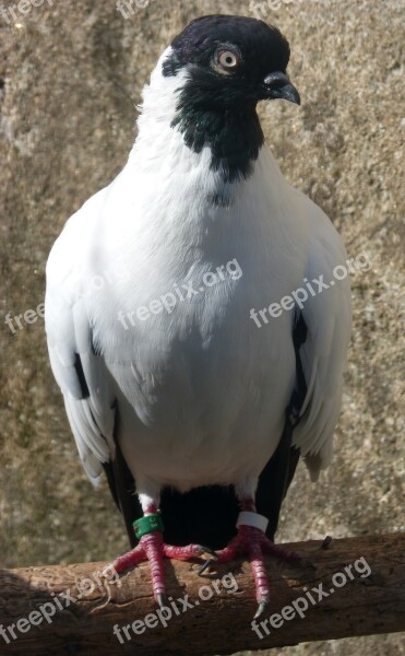 Paloma Catalan Flying Pigeon Race Vol Catalan Colom Pigeon Racing