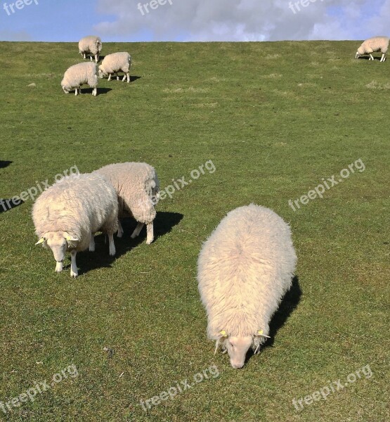 Sheep Island Pellworm North Sea Wadden Sea