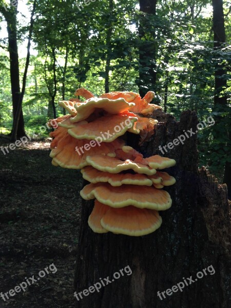 Tree Fungus Nature Close Up Mushrooms On Tree Forest