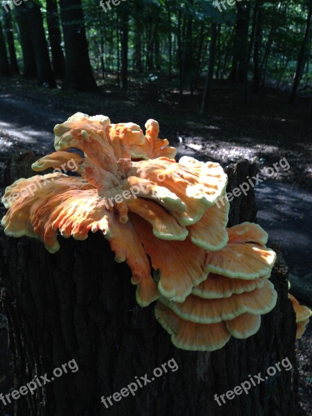 Tree Fungus Nature Close Up Mushrooms On Tree Forest