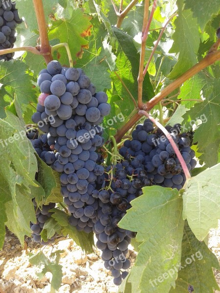 Grapes Bunch Of Grapes Parra Strain Rivera Del Duero