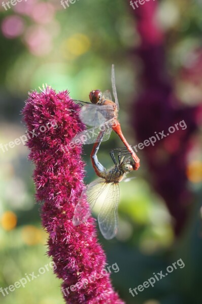 Dragonflies Reproduction Insect Flight Insect Pairing