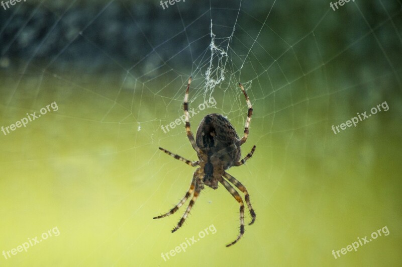 Spider Macro Nature Arachnid Animal