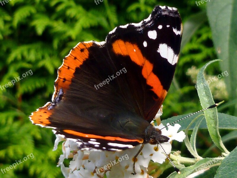 Butterfly Admiral Edelfalter Insect Nature