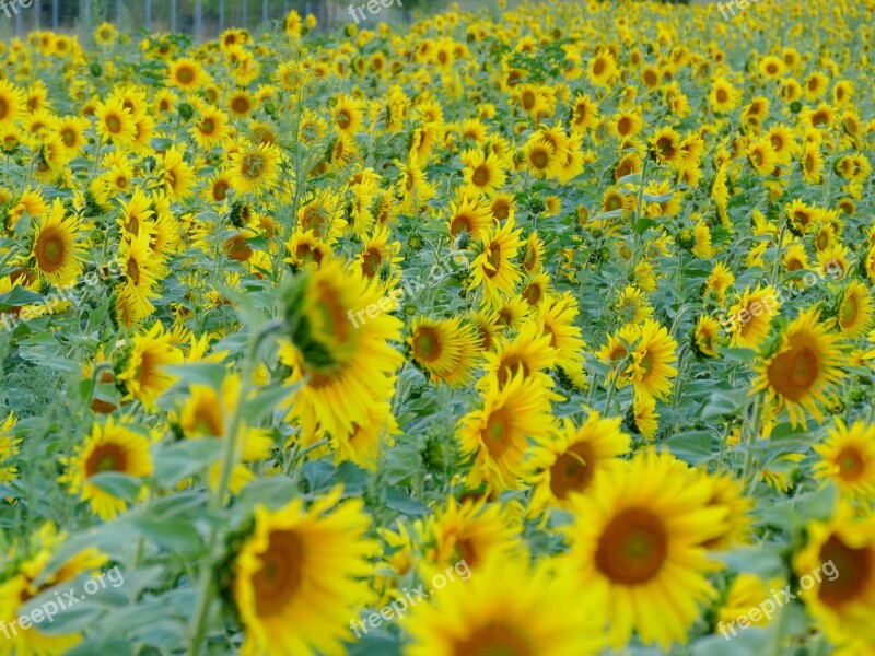 Sunflower Sunflower Field Yellow Summer Flowers