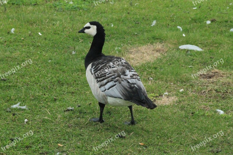 Goose White-faced Free Photos