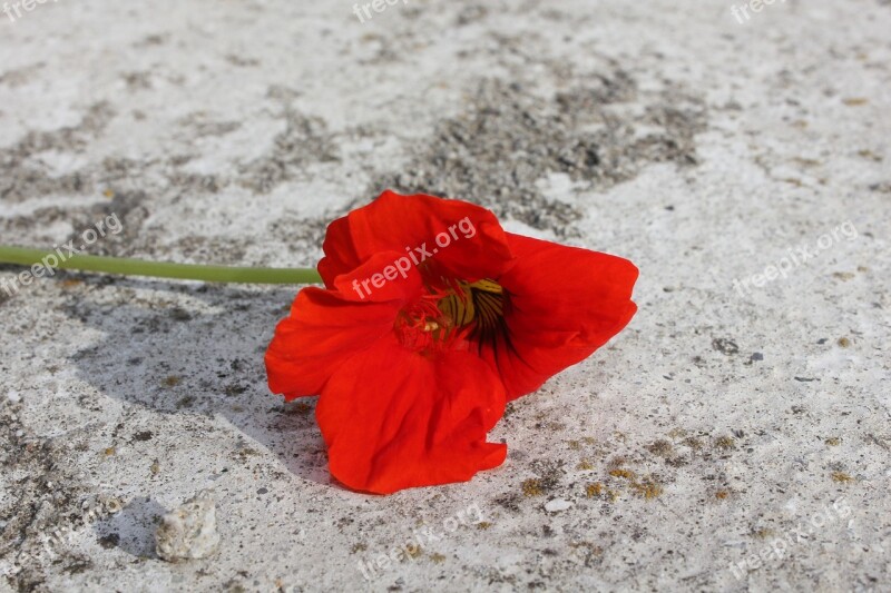 Red Flower Red Flower Orange Flower Nature