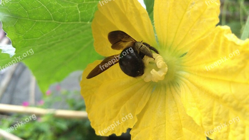 Bee Macro Flowers Bumblebee Insect