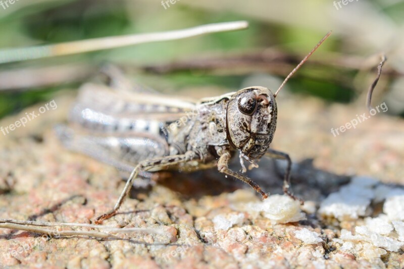 Grasshopper Macro Insect Bug Green