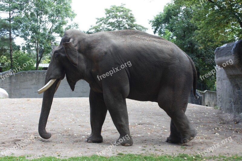 Hagen Beck Zoo Hagenbeck Zoo Hamburg Animal