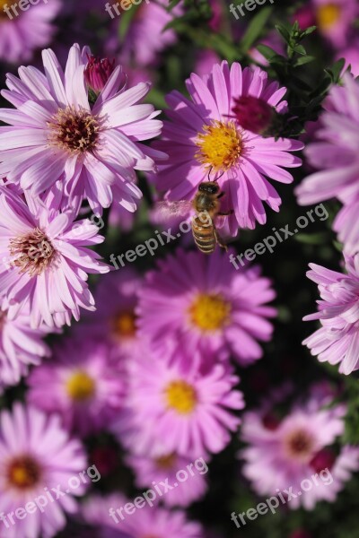 Purple Flower Purple Flowers Plant Purple Flower