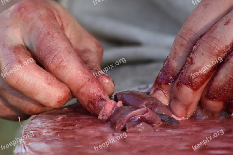 Cutting Meat Hands Blood Staples