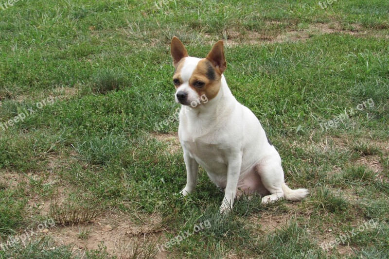 Dog Small Dog Canine Mammal Dog Park