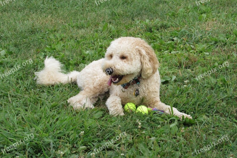 Golden Doodle Puppy Animal Dog Canine