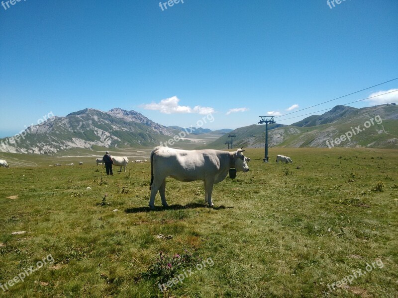 Cow Livestock Landscape Pasture Nature