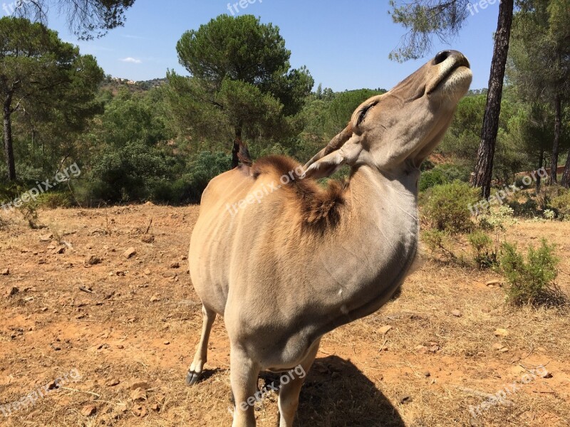 Eland Antelope La Reserva De Castillo Seville Free Photos