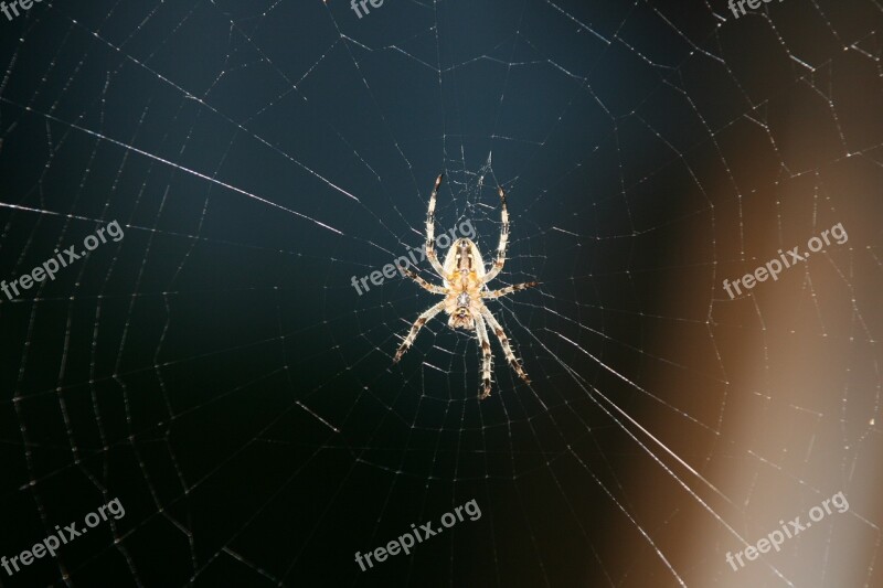 Spider Web Out Of Focus Araneus Free Photos