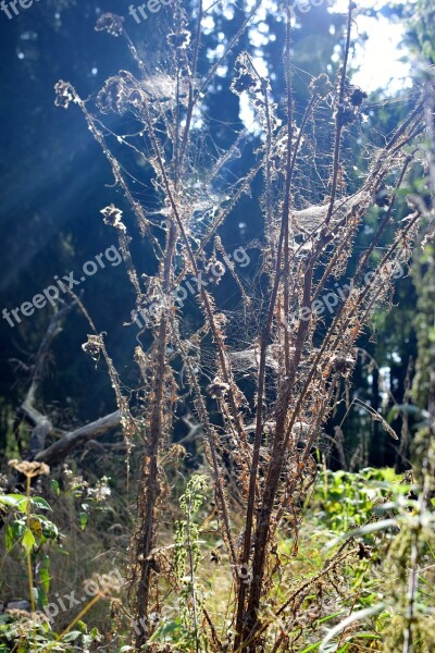 Dry Thistle Sunbeam Glade Mood Free Photos