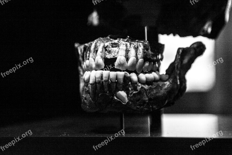 Tooth Bone Skull Old Black And White