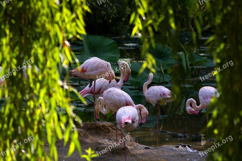 Zoo Animals Pink Flamingo Tree Water