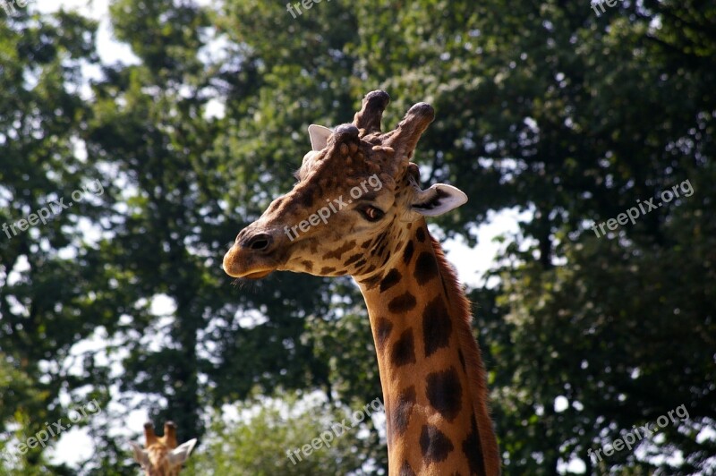 Zoo Animals Giraffe Tree Water