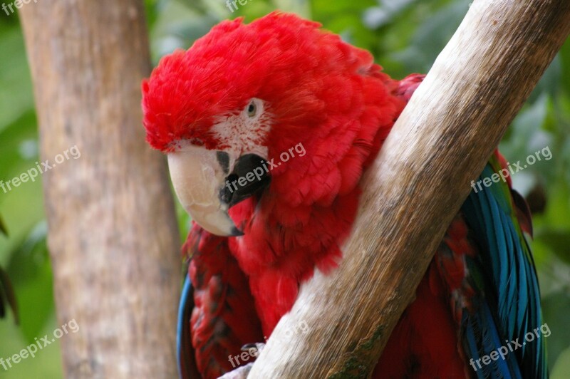 Zoo Animals Tree Water Park