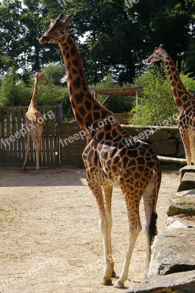 Zoo Animals Giraffe Tree Water