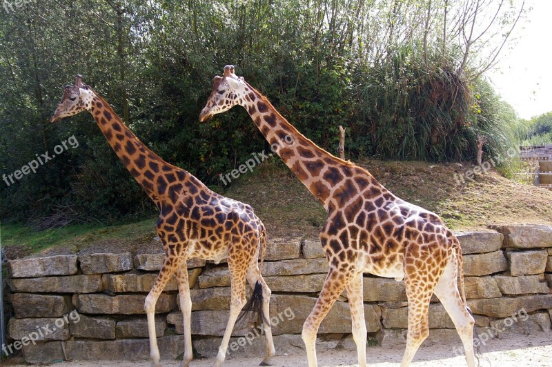 Zoo Animals Giraffe Tree Water