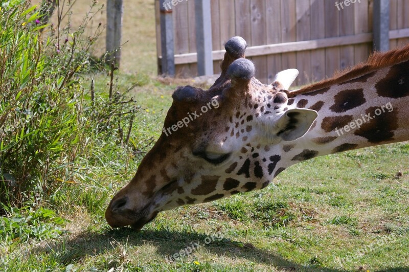 Zoo Animals Giraffe Tree Water