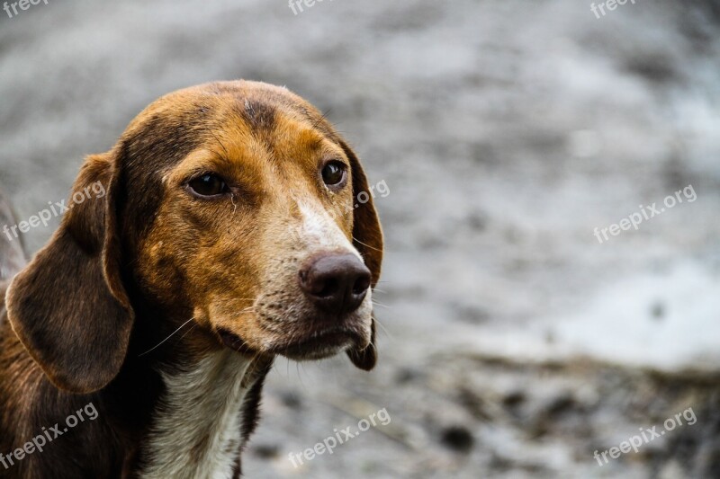 Dog Animal Animals Nature Puppy