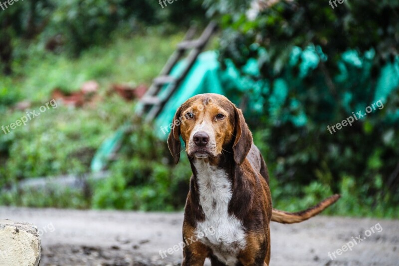 Dog Animal Animals Nature Puppy