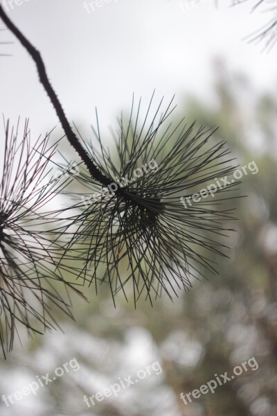 Branch Pine Branch Coniferous Tree Tree Nature